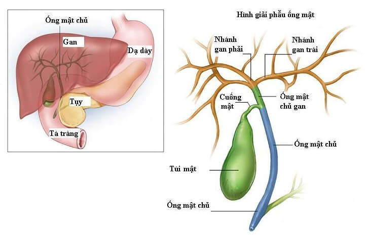 Bí Quyết Giảm Tắc Nghẽn Mật Nhờ Muối Hồng 1 2020
