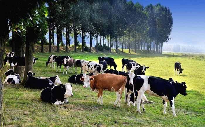 Cách Giúp Bò Không Nhiễm Bệnh Lao 3 2020 Cách giúp bò không nhiễm bệnh lao là phương pháp gì